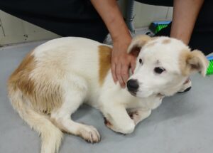 김천시 동물보호센터에서 07월 11일 발견해서 보호하고 있는 강아지 정보안내.
