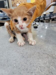 증평 가정견 훈련소에서 07월 12일 발견해서 보호하고 있는 고양이 정보안내.