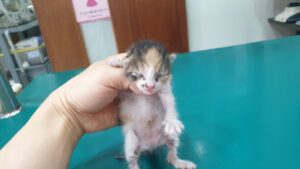 동부동물병원에서 07월 14일 발견해서 보호하고 있는 고양이 정보입니다.