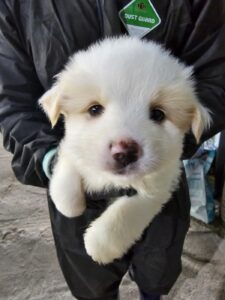 정읍시 동물보호소에서 07월 16일 발견해서 보호하고 있는 강아지 정보안내.