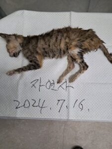 논산시 동물보호센터에서 07월 17일 발견해서 보호하고 있는 고양이 정보.