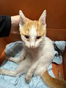 대구시수의사회(동인)에서 07월 18일 발견해서 보호하고 있는 고양이 정보안내.