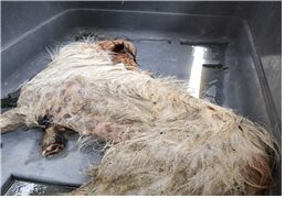 유기동물및관리협회에서 보호중인 유기된 강아지정보.