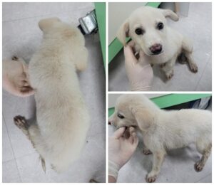 논산시 동물보호센터에서 07월 18일 발견해서 보호하고 있는 강아지 정보안내.