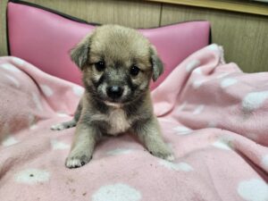 진해유기동물보호소에서 보호하고 있는 유기된 강아지안내드립니다.