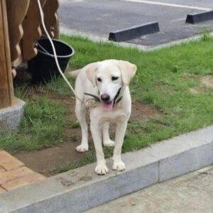 장성군동물보호센터에서 07월 19일 발견해서 보호하고 있는 강아지 정보.