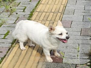원주시동물보호센터에서 보호하고 있는 유기된 강아지입니다.