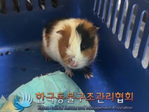 한국동물구조관리협회에서 07월 20일 발견해서 보호하고 있는 동물 정보안내.