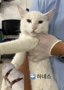 반려동물보호센터에서 보호하고 있는 유기된 고양이정보.