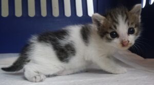 산타클라라동물병원에서 07월 24일 발견해서 보호하고 있는 고양이 정보안내.