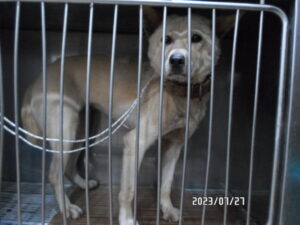 디아크동물종합병원에서 07월 27일 발견해서 보호하고 있는 강아지 정보안내.