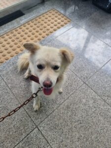 구미시 동물보호센터에서 보호중인 유기된 강아지소개합니다.