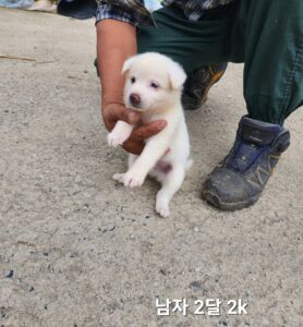 옥천동물병원에서 07월 30일 발견해서 보호하고 있는 강아지 정보입니다.
