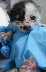 인천광역시수의사회에서 07월 31일 발견해서 보호하고 있는 고양이 정보.