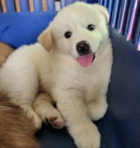 마산유기동물보호소에서 보호중인 유기된 강아지안내합니다.