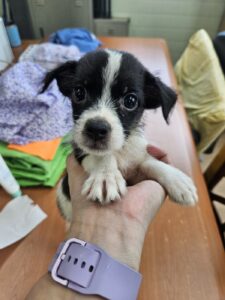 거제시유기동물보호소에서 보호하고 있는 유기된 강아지입니다.