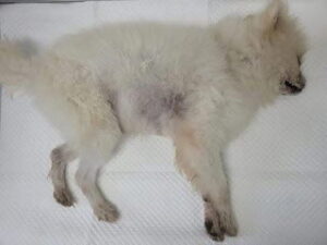 논산시 동물보호센터에서 08월 13일 발견해서 보호하고 있는 강아지 정보.