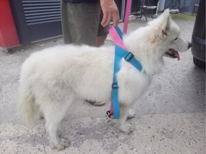 고양시동물보호센터에서 08월 17일 발견해서 보호하고 있는 강아지 정보.
