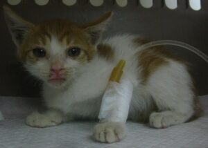산타클라라동물병원에서 08월 19일 발견해서 보호하고 있는 고양이 정보안내.