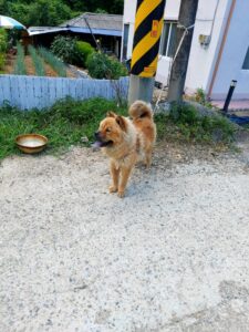 제일동물병원에서 보호하고 있는 유기된 강아지입니다.