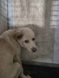 남양동물보호센터에서 08월 22일 발견해서 보호하고 있는 강아지 정보.