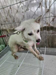 정읍시 동물보호소에서 08월 22일 발견해서 보호하고 있는 강아지 정보.