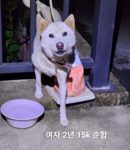옥천동물병원에서 08월 22일 발견해서 보호하고 있는 강아지 정보안내.