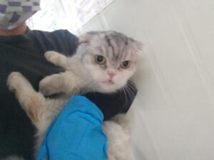 인천광역시수의사회에서 보호하고 있는 유기된 고양이안내합니다.