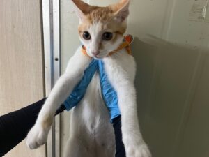 인천광역시수의사회에서 08월 26일 발견해서 보호하고 있는 고양이 정보입니다.