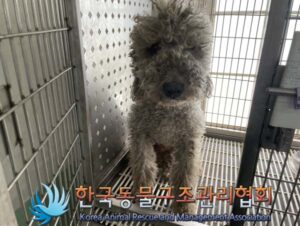 한국동물구조관리협회에서 보호하고 있는 유기된 강아지입니다.