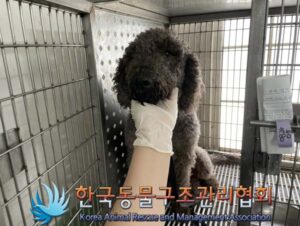 한국동물구조관리협회에서 보호하고 있는 유기된 강아지안내합니다.