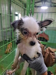 거제시유기동물보호소에서 보호하고 있는 유기된 강아지안내합니다.