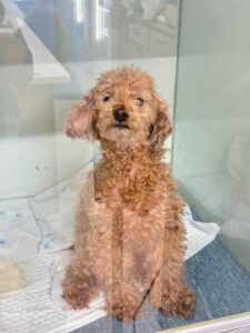 대구시수의사회(동인)에서 09월 05일 발견해서 보호하고 있는 강아지 정보.