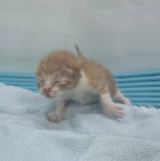 일산동물의료센터에서 09월 07일 발견해서 보호하고 있는 고양이 정보안내.