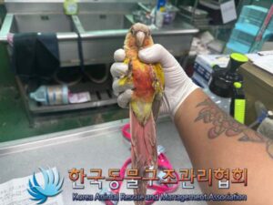 한국동물구조관리협회에서 보호중인 유기된 동물정보.