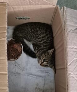 남양동물보호센터에서 09월 10일 발견해서 보호하고 있는 고양이 정보.