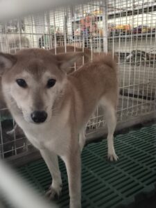 남양동물보호센터에서 09월 10일 발견해서 보호하고 있는 강아지 정보.