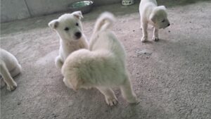 장성군동물보호센터에서 보호하고 있는 유기된 강아지소개합니다.