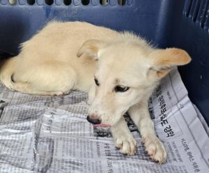 원주시동물보호센터에서 09월 10일 발견해서 보호하고 있는 강아지 정보입니다.