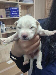 남양동물보호센터에서 보호하고 있는 유기된 강아지정보.