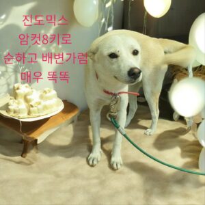 성주유기동물보호센터에서 09월 12일 발견해서 보호하고 있는 강아지 정보안내.