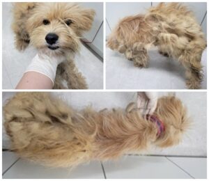 논산시 동물보호센터에서 보호중인 유기된 강아지소개합니다.