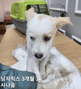 옥천동물병원에서 보호하고 있는 유기된 강아지입니다.