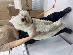 내품애센터에서 보호중인 유기된 강아지소개합니다.
