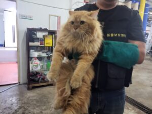 고양시동물보호센터에서 보호중인 유기된 고양이소개합니다.