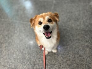광주 동물보호소에서 보호하고 있는 유기된 강아지안내드립니다.