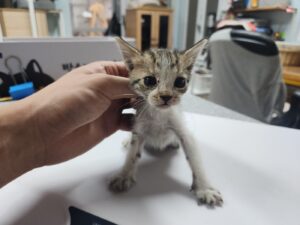 광주 동물보호소에서 보호중인 유기된 고양이안내합니다.