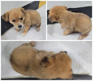 논산시 동물보호센터에서 보호하고 있는 유기된 강아지안내드립니다.