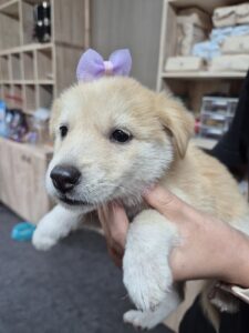 남양동물보호센터에서 09월 21일 발견해서 보호하고 있는 강아지 정보.