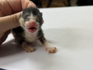 광주 동물보호소에서 보호하고 있는 유기된 고양이정보.